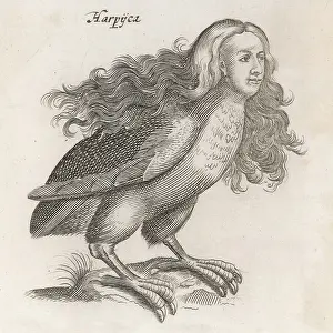 Harpy: Harpies - Johnstone
