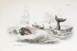 1837: Harpooning a Sperm Whale. From William Jardine