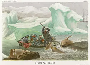 Walrus: HARPOONING/WALRUS 1865