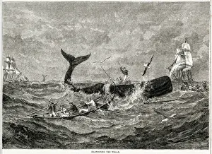 Harpooning: Harpooning the whale