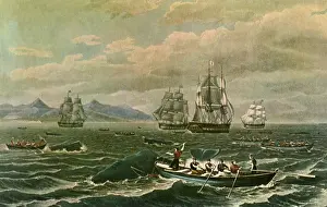 Whaling: Harpooning Whales