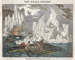 Harpooning: HARPOONING WHALES/ARCTIC