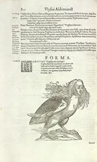 Harpy: Harpy from Aldrovandi's Opera