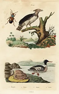 Harpy: Harpy eagle, Brazilian merganser, Harpalus