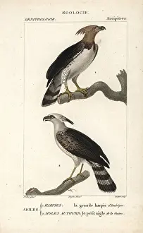 Harpy: Harpy eagle, Harpia harpyja, and crested eagle