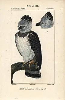 Harpy: Harpy eagle, Harpia harpyja, with head in profile