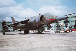 Gr.3: Harrier at Belize