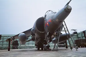 Gallon: Harrier at Belize