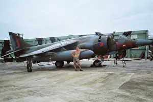 Gallon: Harrier at Belize
