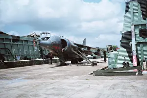 Gr.3: Harrier at Belize