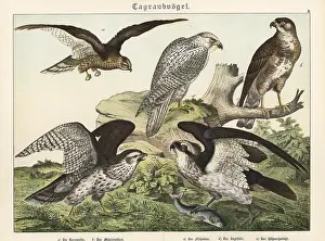 Osprey: Harrier, buzzard, osprey, gyrfalcon and goshawk