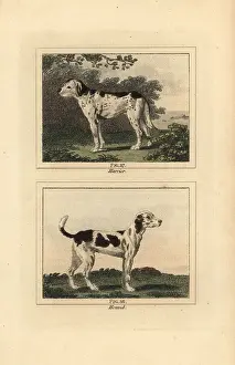 Barrs Buffon: Harrier and hound