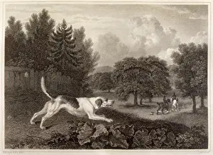 Reinagle: HARRIER (REINAGLE)