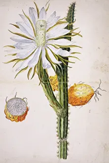 Cactaceae: Harrisia sp. night-blooming cereus