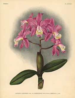 Harrisoniae variety of Cattleya loddigesi, Lindl, orchid