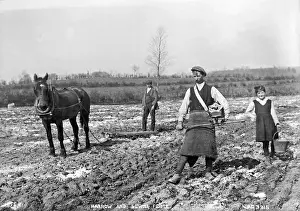 Fiddle: Harrow and Sowing Fiddle