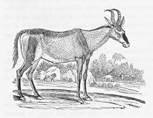 Gazelles: HARTBEEST (BEWICK)