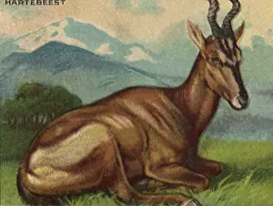 Prairie: Hartebeest lying in grass