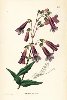 Shrubbery: Hartweg's penstemon, Penstemon hartwegii