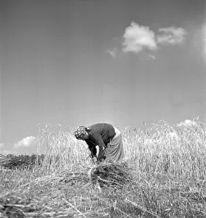 Sumava: Harvest