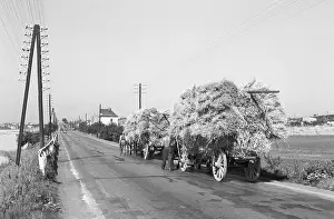 Bundled: Harvest