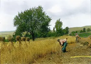Grains: Harvest