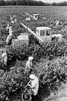 Belozerov: Harvest of berries at Ulyanovsky state farm