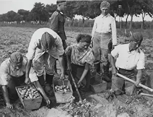 Potatoes: Harvest deployment of labor service men, 1939