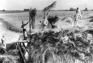 Helpers: Harvest in East Prussia, 1939