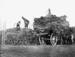 Pitchforks: Harvest - Gathering the Hay