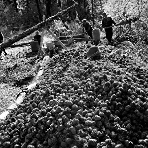 Nuts: Harvest in Irkutsk region