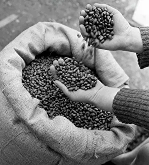 Gatherer: Harvest in Irkutsk region