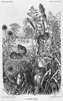 Cornfield: HARVEST MICE