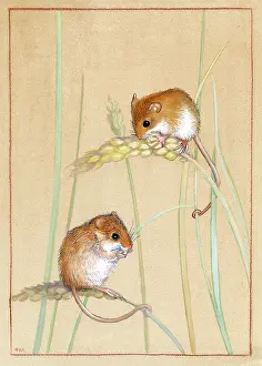 Heda: Two harvest mice on corn stalks