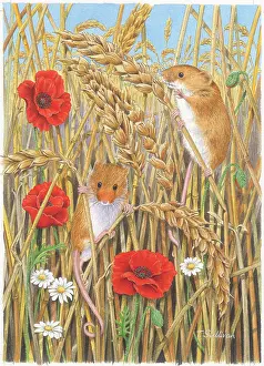 Stalks: Harvest Mice and Poppies
