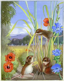 Heda: Harvest Mice with poppies and cornflowers