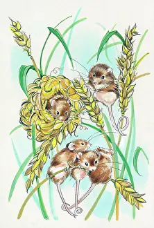 Matthes: Harvest Mice on stalks of wheat
