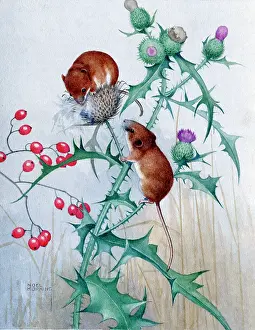 Hopking: Harvest Mice on Thistle