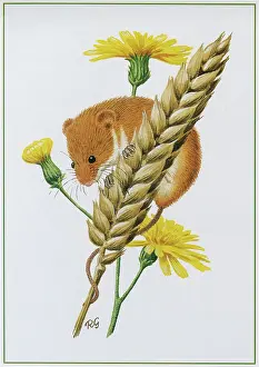 Gillmor: Harvest Mouse