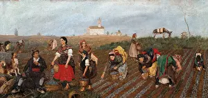 Saffron: Harvest of Saffron