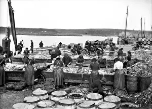 Lots: The Harvest of the Sea, Ardglass