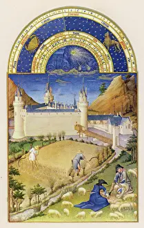 1409: HARVEST, SHEEP C15