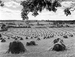 Stooks: HARVEST STOOKS