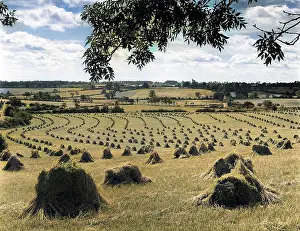 Stooks: HARVEST STOOKS