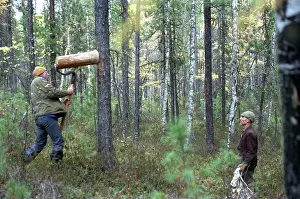 Cedar: Harvest in taiga, 1980