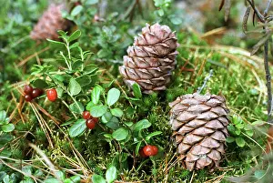 Cedar: Harvest in taiga, 1989