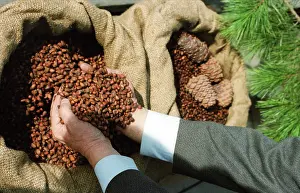 Cedar: Harvest in taiga, 1989