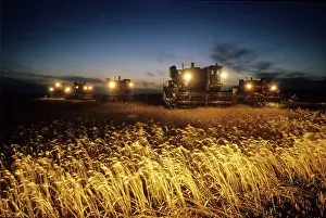 Cereal: Harvest time in Altai, 1979