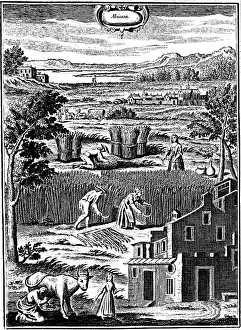1762: Harvest time. Men and women reaping with sickles
