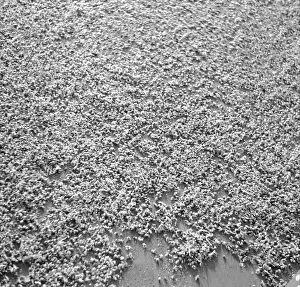 Chamomile: Harvested comomile